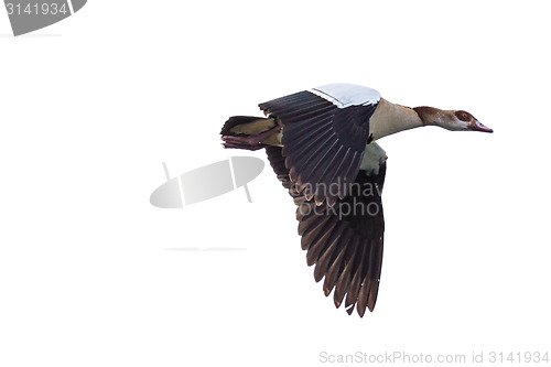 Image of Egyptian Goose in mid flight