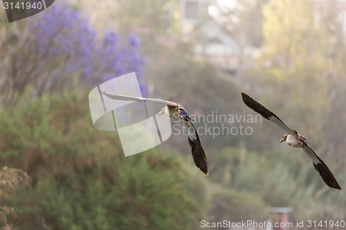 Image of Egyptian Goose in mid flight