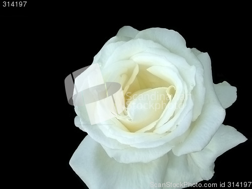Image of Pure white rose
