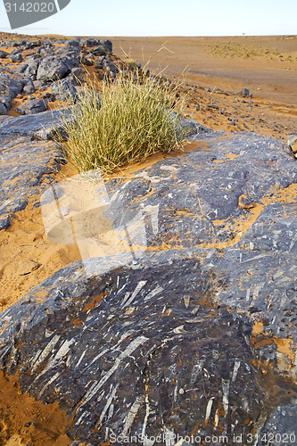 Image of  old fossil in  the desert of morocco  bush