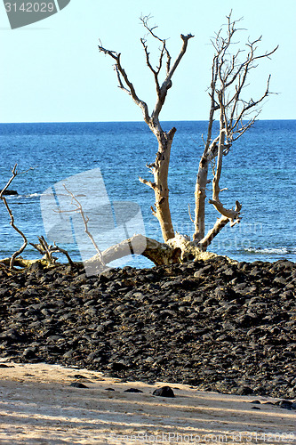 Image of  dead tree andilana beach seaweed in indian ocean  