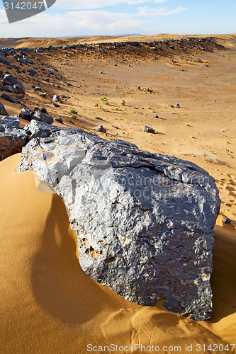Image of  bush old  in  the desert of morocco sahara and rock  stone sky