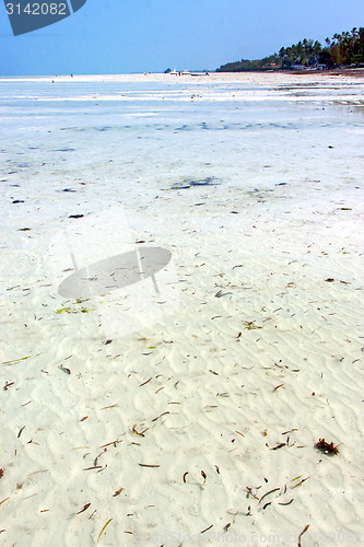 Image of seaweed beach   in zanzibar   indian  sailing