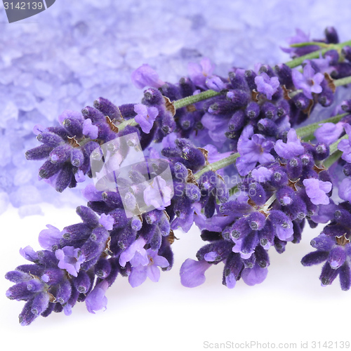 Image of Lavender