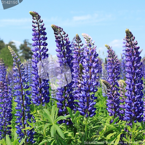 Image of Lupin