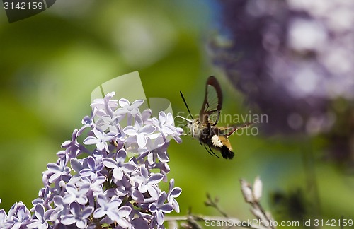 Image of hawk moth