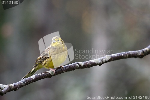 Image of yellowhammer