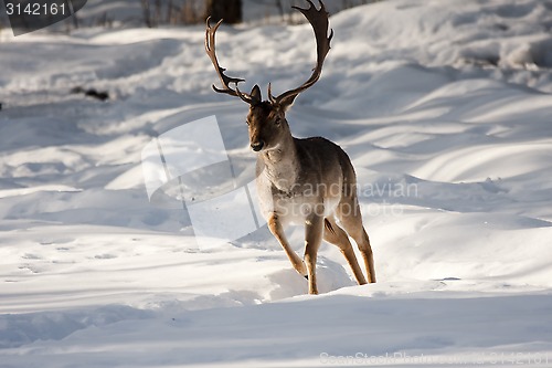 Image of fallow deer