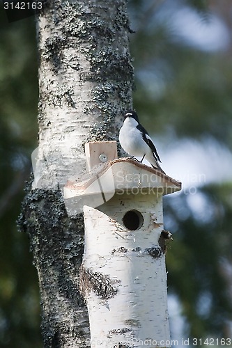 Image of flycatcher at home