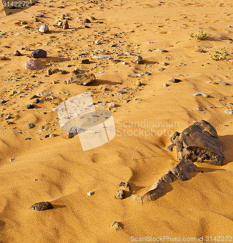 Image of  old fossil in  the desert of morocco sahara and rock  stone sky