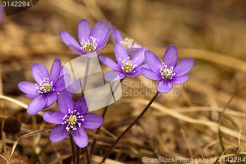 Image of blue anemones