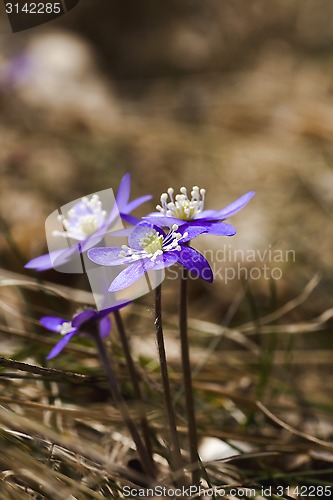 Image of hepatica