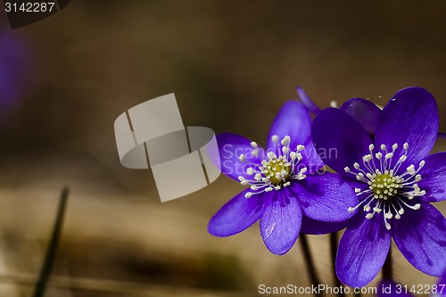 Image of blue anemones