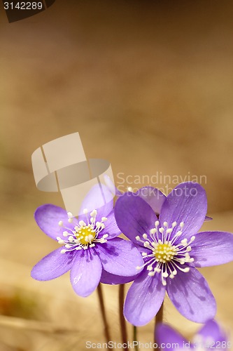 Image of hepatica