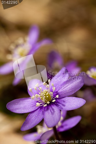 Image of hepatica nobilis