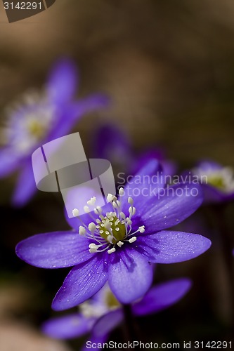 Image of blue anemones