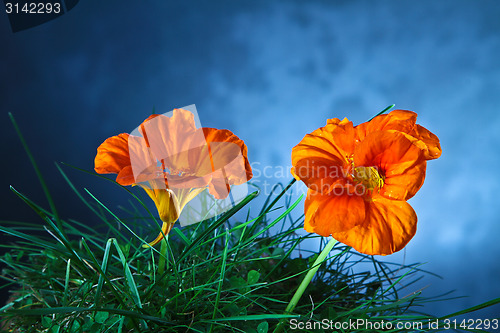 Image of Orange flower