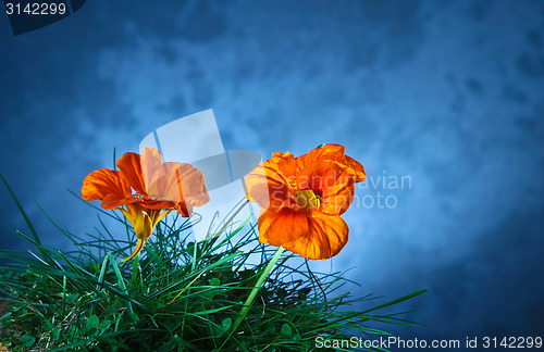 Image of Orange flower