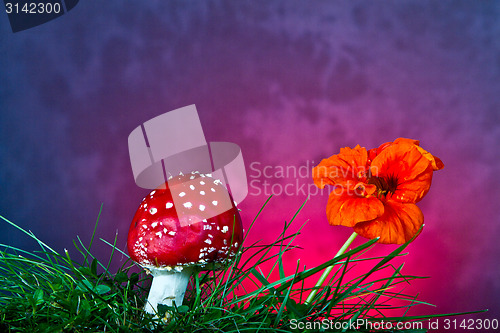 Image of Mushroom and flower