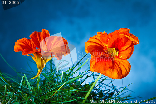 Image of Orange flower