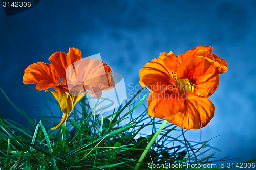 Image of Orange flower