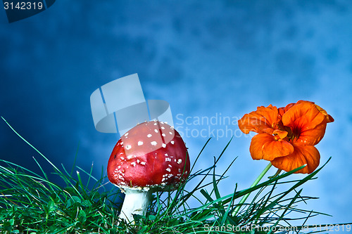 Image of Mushroom and flower