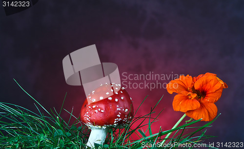 Image of Mushroom and flower