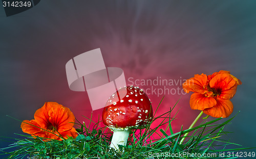 Image of Mushroom and flower