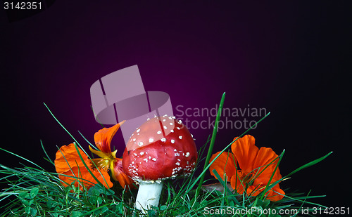 Image of Mushroom and flower