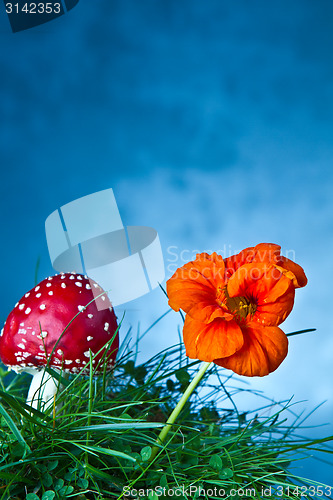 Image of Mushroom and flower