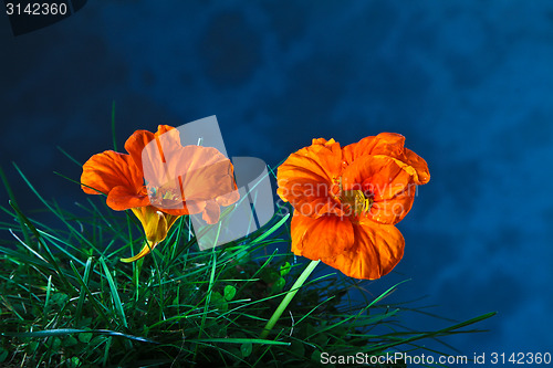Image of Orange flower