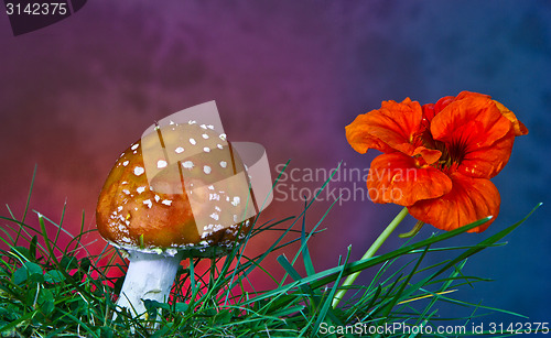 Image of Mushroom and flower