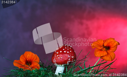 Image of Mushroom and flower