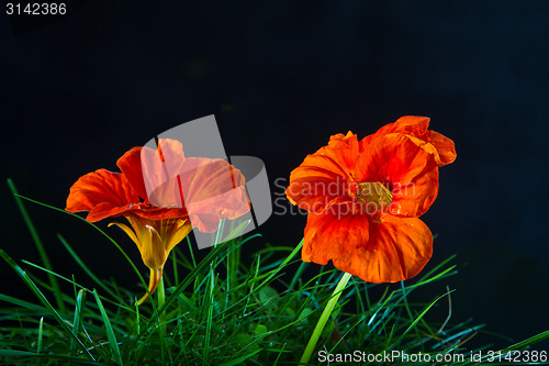 Image of Orange flower