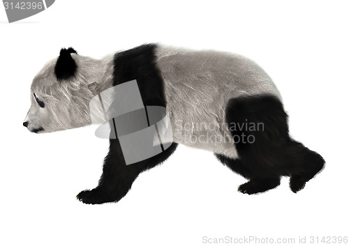 Image of Panda Bear