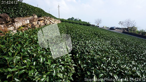 Image of Tea Plantation on highland