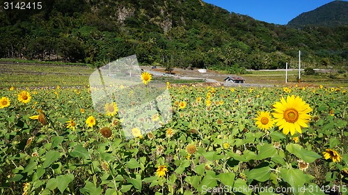 Image of Sunflower field with sunny summer sky