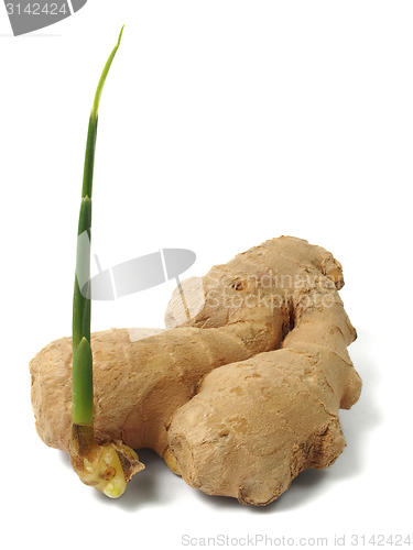 Image of Ginger