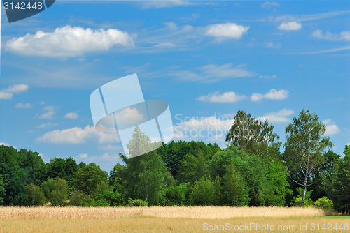 Image of Summer landscape