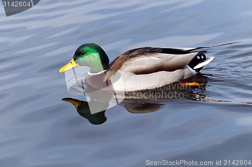 Image of Wild duck (male)