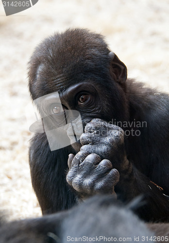 Image of Gorilla