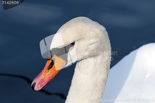 Image of Swan