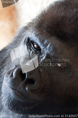 Image of Gorilla