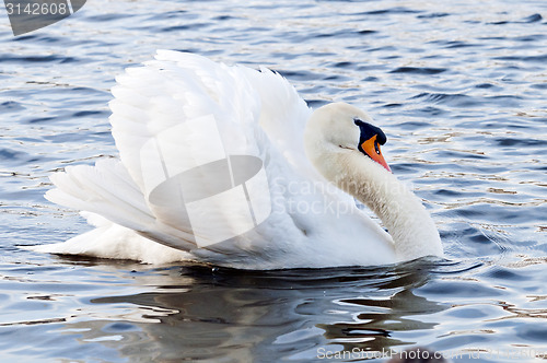 Image of Swan