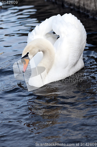 Image of Swan