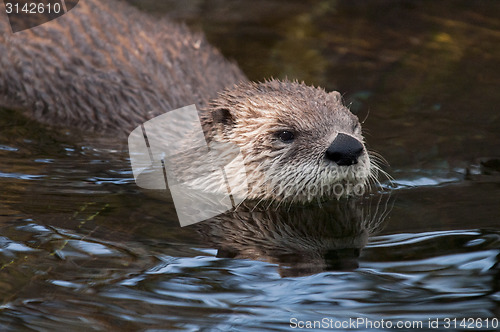 Image of Otter