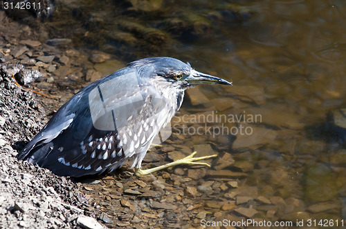 Image of Heron