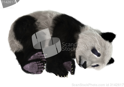 Image of Panda Bear