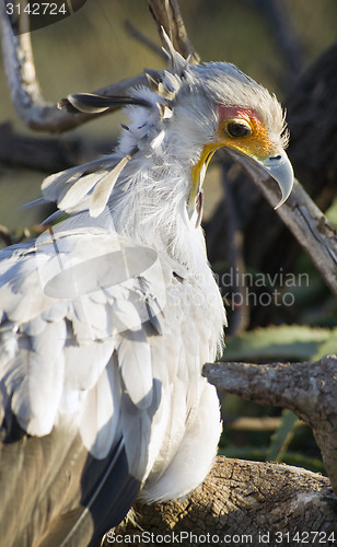 Image of Secretary Bird Looks Back Feathered Animal Bird Wildlfie