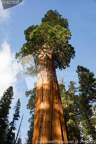 Image of Giant Ancient Seqouia Tree California National Park Redwoods